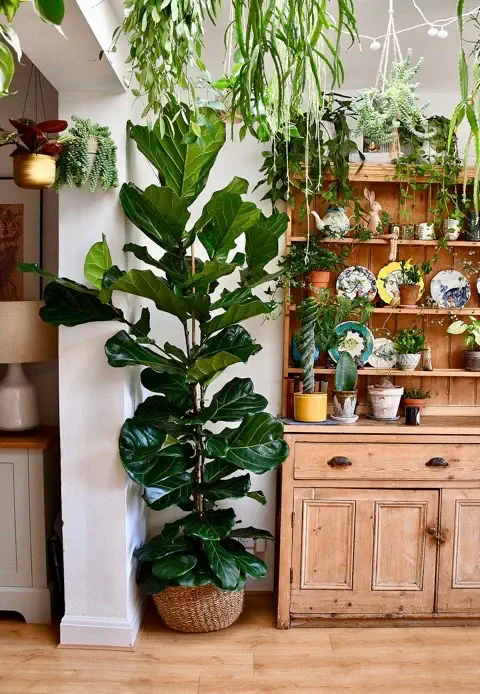 Houseplant Delivery