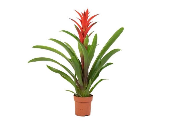 Red Guzmania