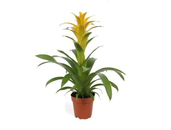 Yellow Guzmania