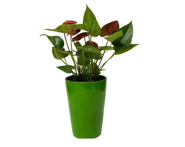 Anthurium