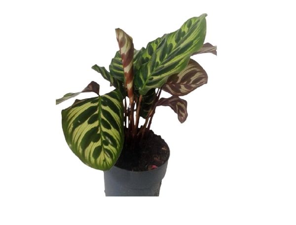 Calathea Makoyana