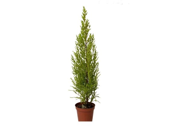 Lemon Cypress