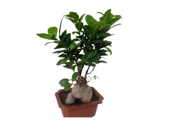 Ficus Retusa Bonzai