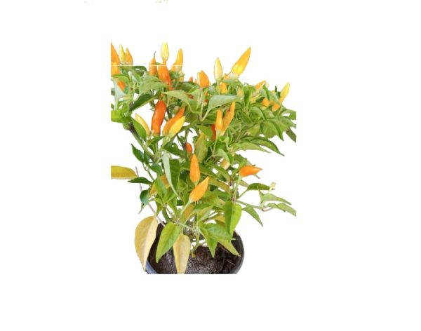 Chili Plant